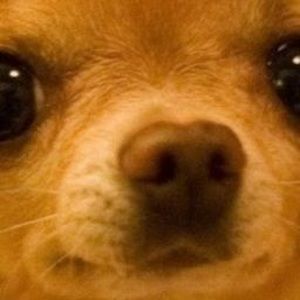 Meet your Posher, Violet